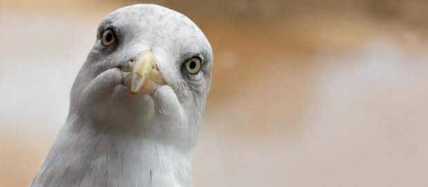 Het hedendaagse heldenboek - De Turkse kapper en de meeuw in het doosje